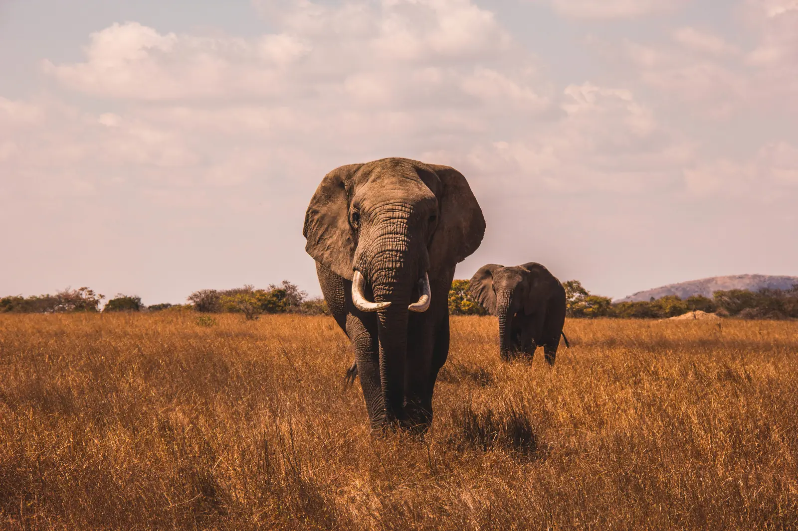 Two elephants walking through tall golden grass beneath a wide clouded sky