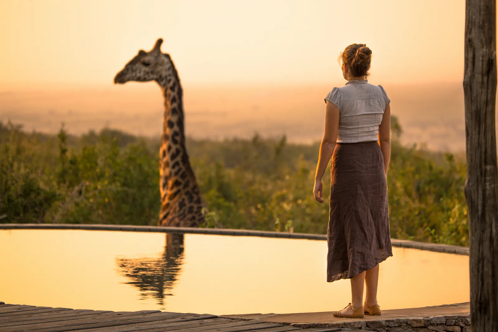 A woman standing at the edge of a lodge pool at sunset as a giraffe drinks from the far side