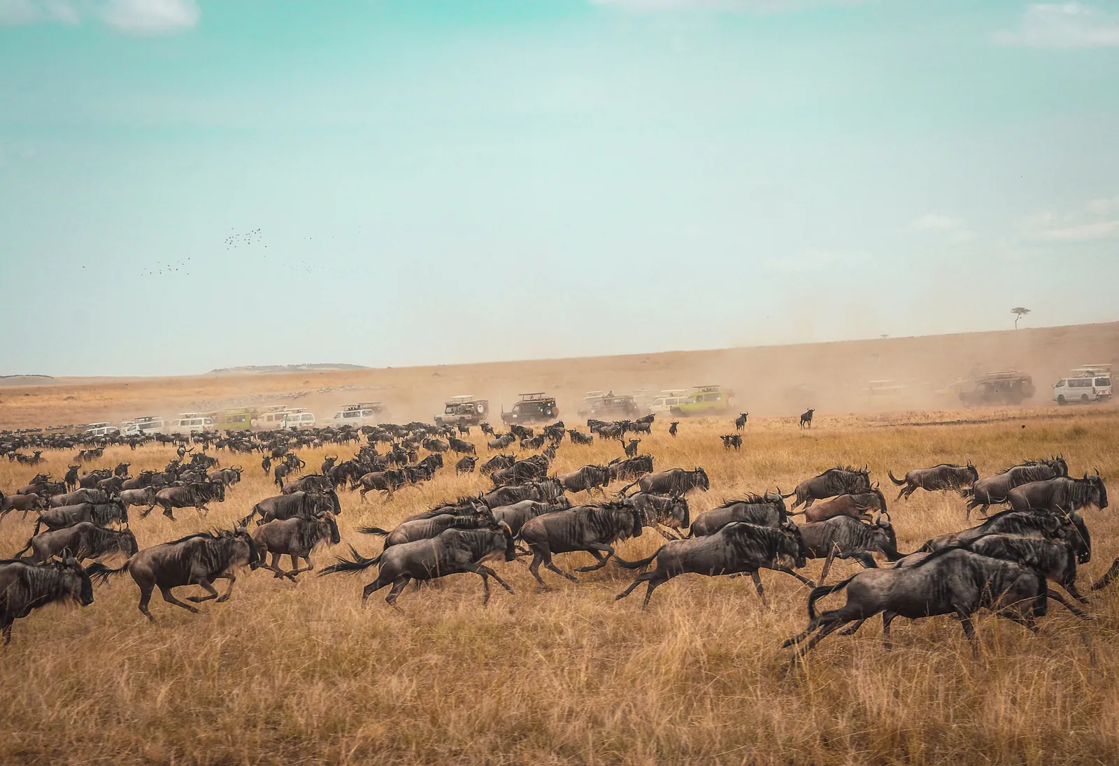 A herd of wildebeest running across dry grassland with a long line of safari vehicles behind them in the dust