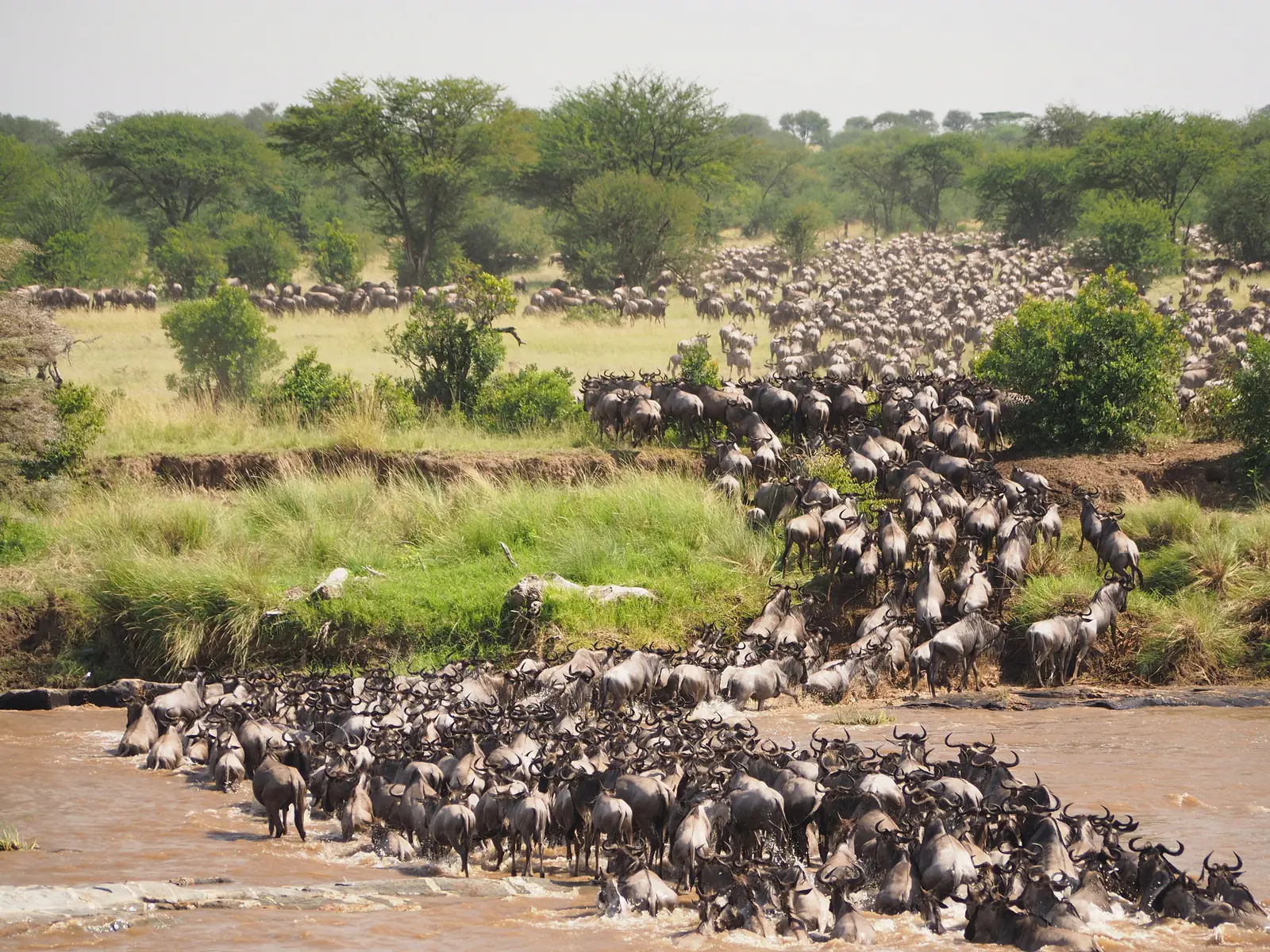 A dense column of wildebeest crossing a wide brown river and climbing the far bank