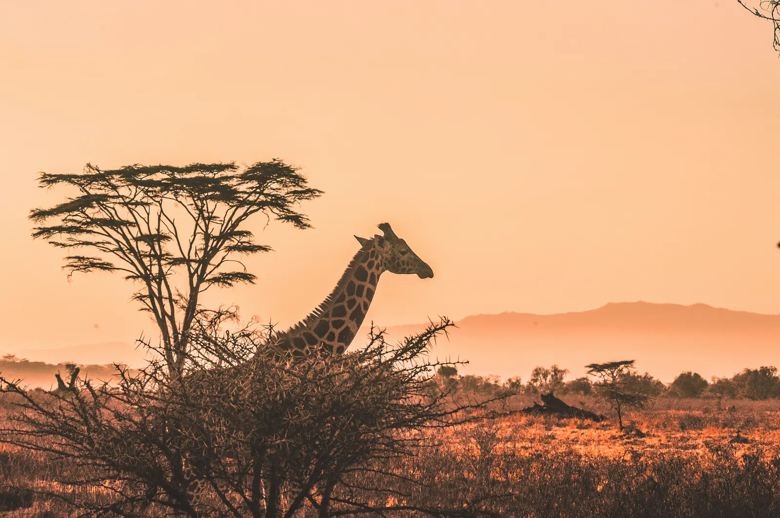 A giraffe standing beside a flat-topped acacia in warm haze at sunrise