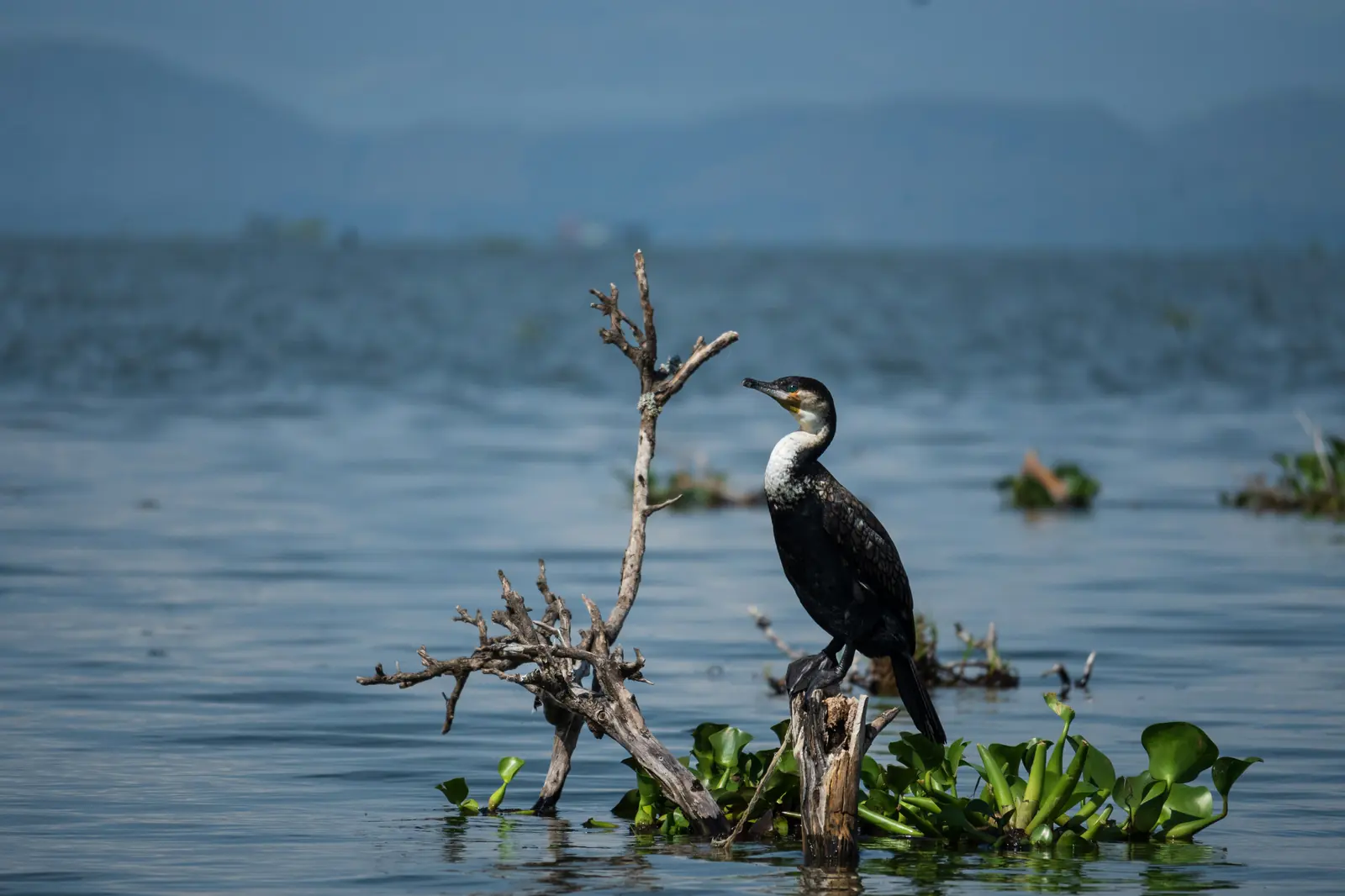 A white-breasted cormorant perched on a dead branch among water hyacinth, with the Rift escarpment hazy behind